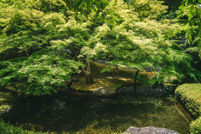 Exuberante vegetación, árboles nativos y entorno boscoso que rodea los terrenos de la destilería de Yamazaki en Shimamoto.