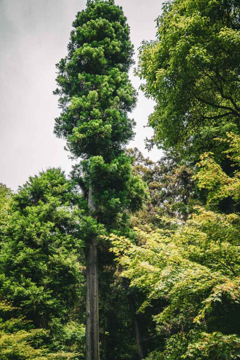 Exuberante vegetación, árboles nativos y entorno boscoso que rodea los terrenos de la destilería de Yamazaki en Shimamoto.