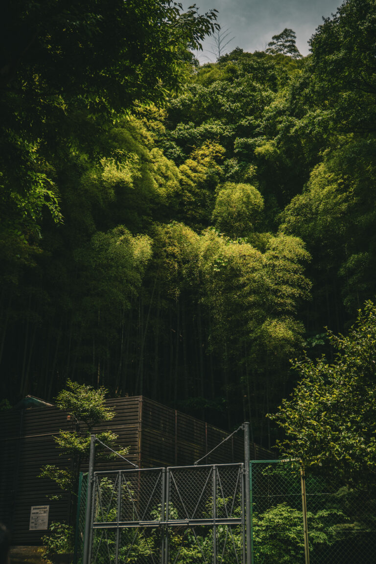 Exuberante vegetación, árboles nativos y entorno boscoso que rodea los terrenos de la destilería de Yamazaki en Shimamoto.